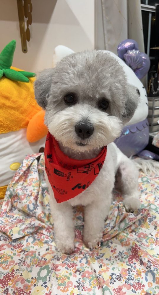 Freshly groomed gray poodle mix wearing a red bandana