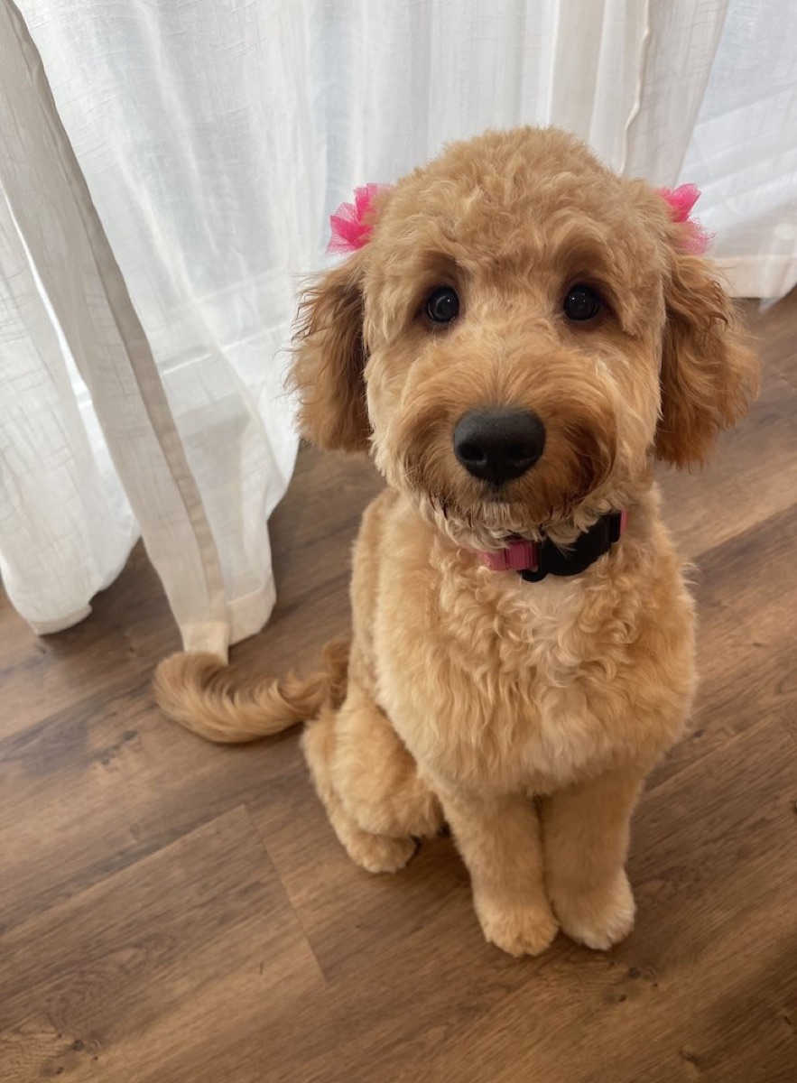 Freshly groomed goldendoodle with pink bows