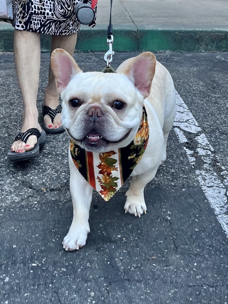 French bulldog with a seasonal bandana