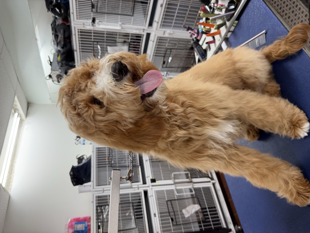 Happy goldendoodle at Lucky Paws grooming salon