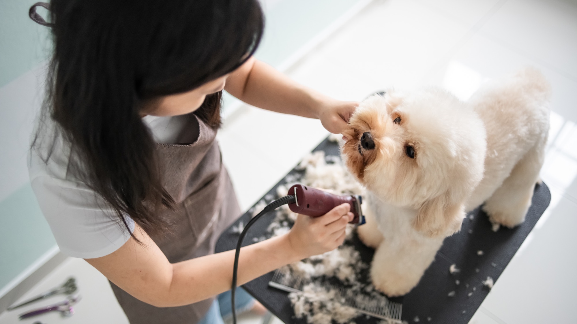 Groomer carefully clipping a small dog at Lucky Paws